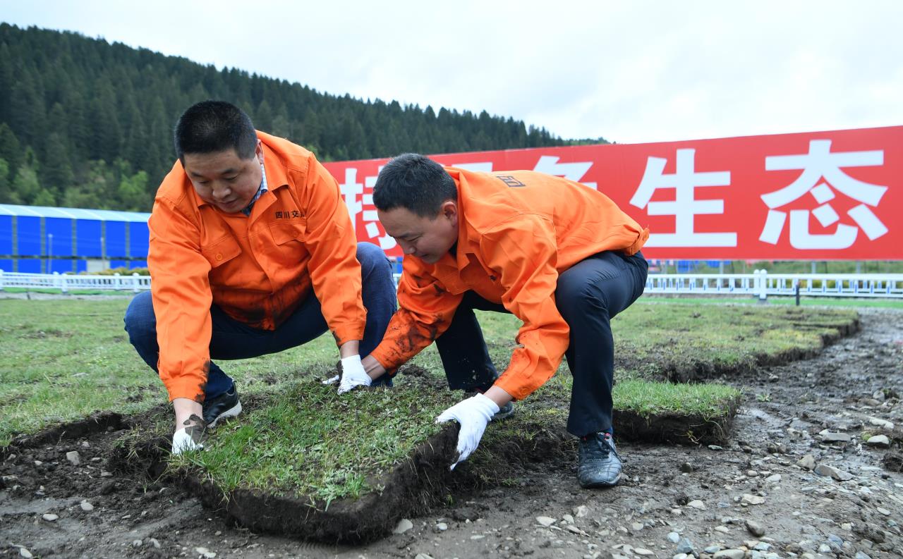 久馬高速建設者正在堆放草甸.jpg