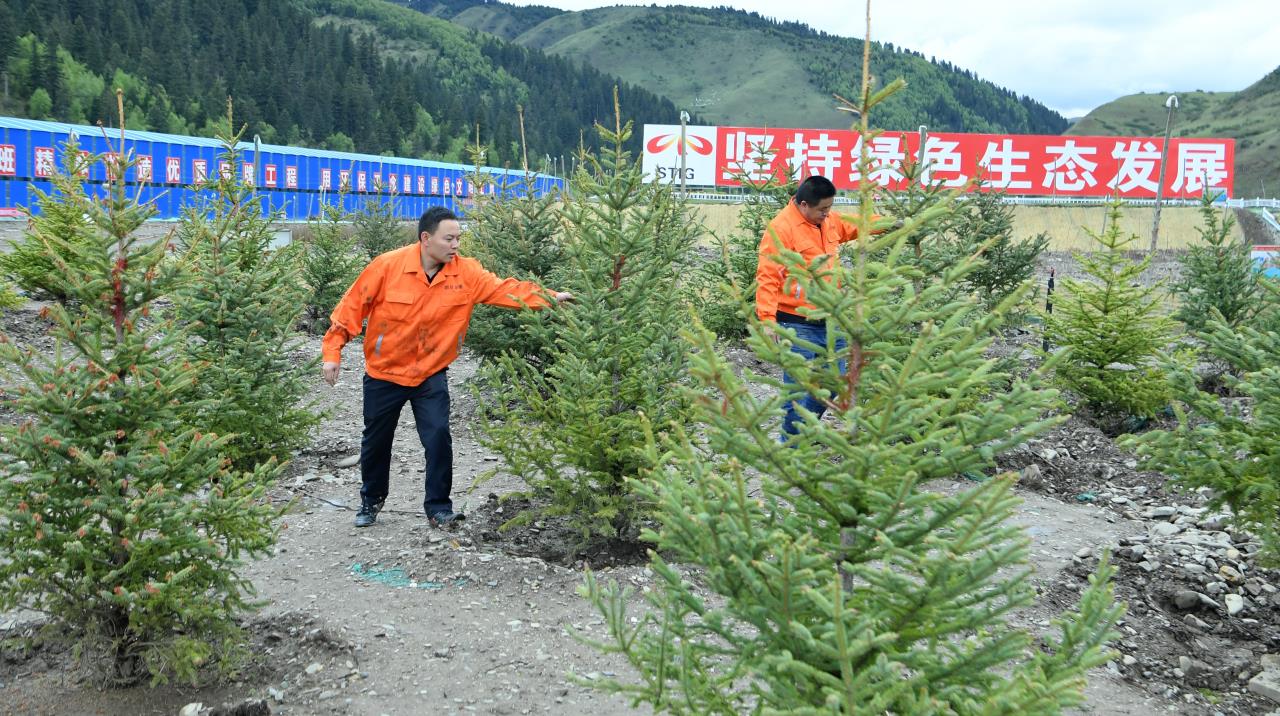久馬高速建設者在苗木驗證試驗基地查看樹木生長情況.jpg